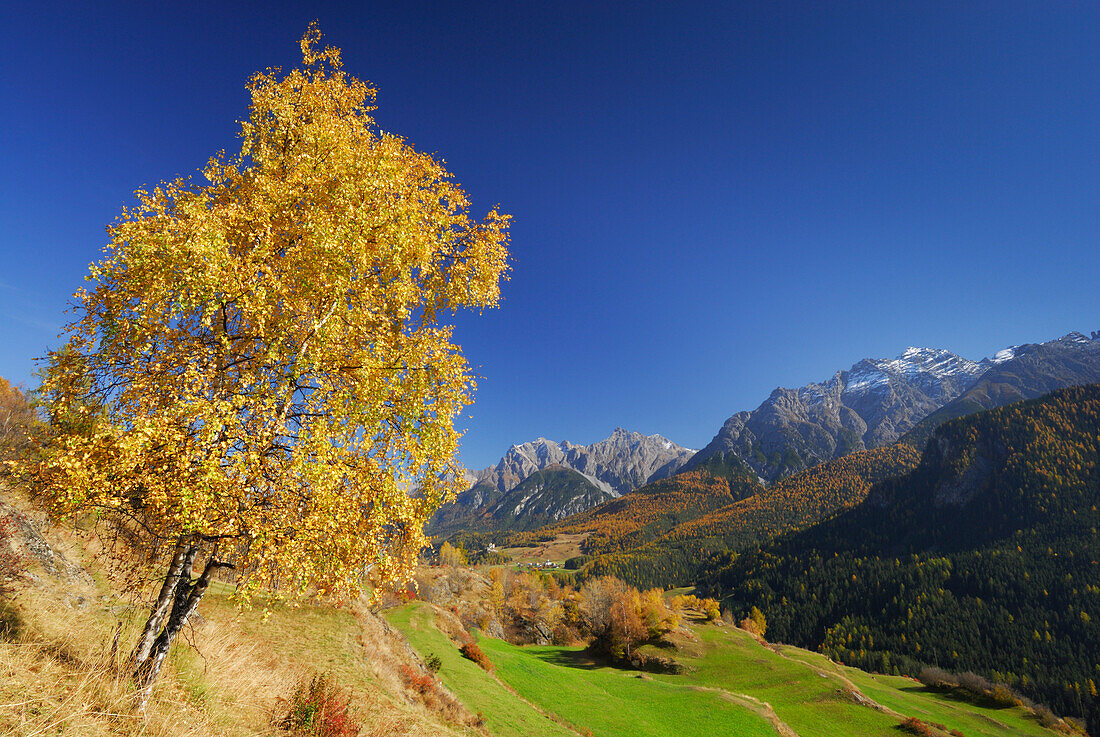 Herbstlich verfärbte Birke mit Blick auf Piz Lischana, Piz San Jon und Piz Pisoc, Unterengadin, Engadin, Graubünden, Schweiz