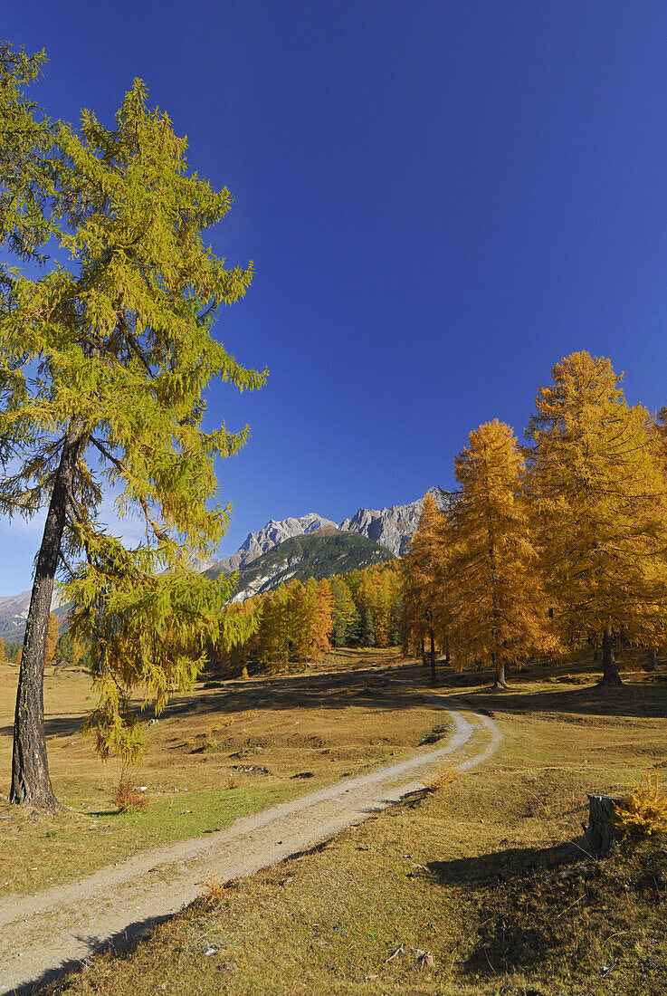 Path between larches in autumn colors, Piz Lischana in background, Lower Engadin, Engadin, Grisons, Switzerland