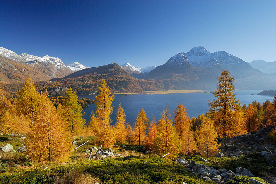 Herbstlich verfärbte Lärchen über Silser See mit Piz da la Margna, Oberengadin, Engadin, Graubünden, Schweiz