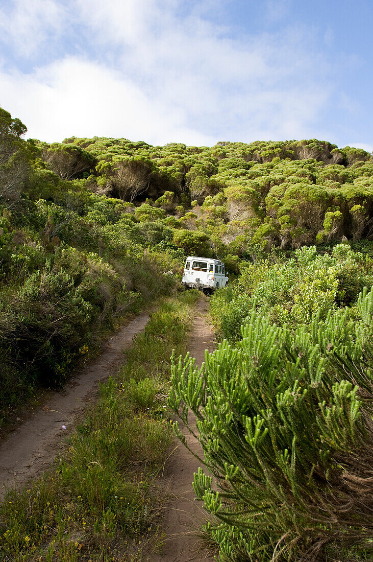 Ein Auto fährt auf einem zugewachsenen Weg durch grüne Landschaft, Grootbos Naturschutzgebiet, Gansbaai, Südafrika, Afrika