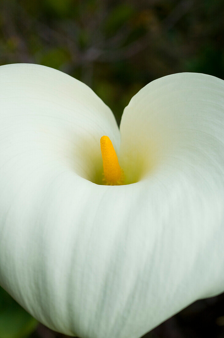 Close-up of an orchid at Grootbos Private Nature Reserve, Gansbaai, South Africa, Africa