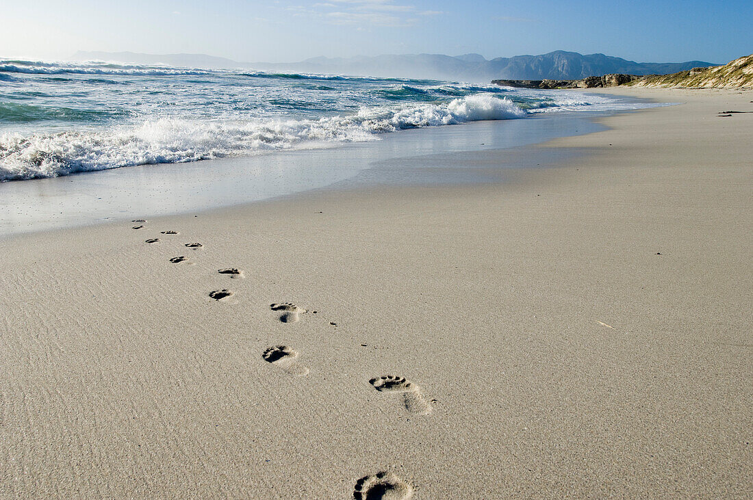 Footprints in the sand leading towards the sea, Walker Bay, Gansbaai, Western Cape, South Africa, Africa