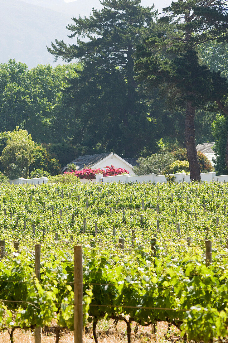 Vineyard and vines in the sunlight, Buitenverwachting, Constantia, Cape Town, South Africa, Africa
