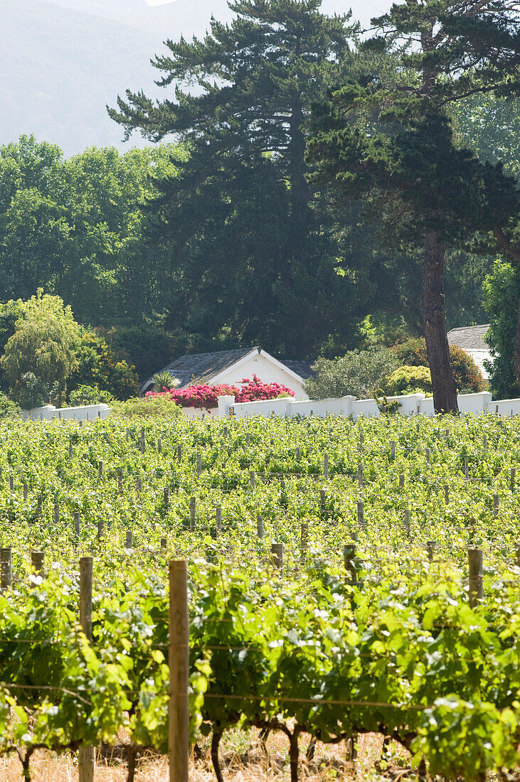 Weingut und Reben im Sonnenlicht, Buitenverwachting, Constantia, Kapstadt, Südafrika, Afrika