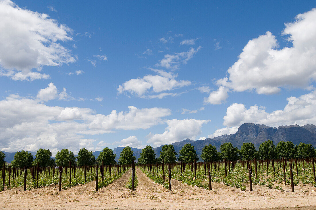Reben unter blauem Himmel, Weingut Fredericksburg, Franschhoek Valley, Südafrika, Afrika