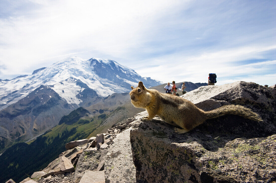 Golden-mantled Ground Squirrelon a stone in the sunlight, Mount Rainier Nationalpark, Washington, USA