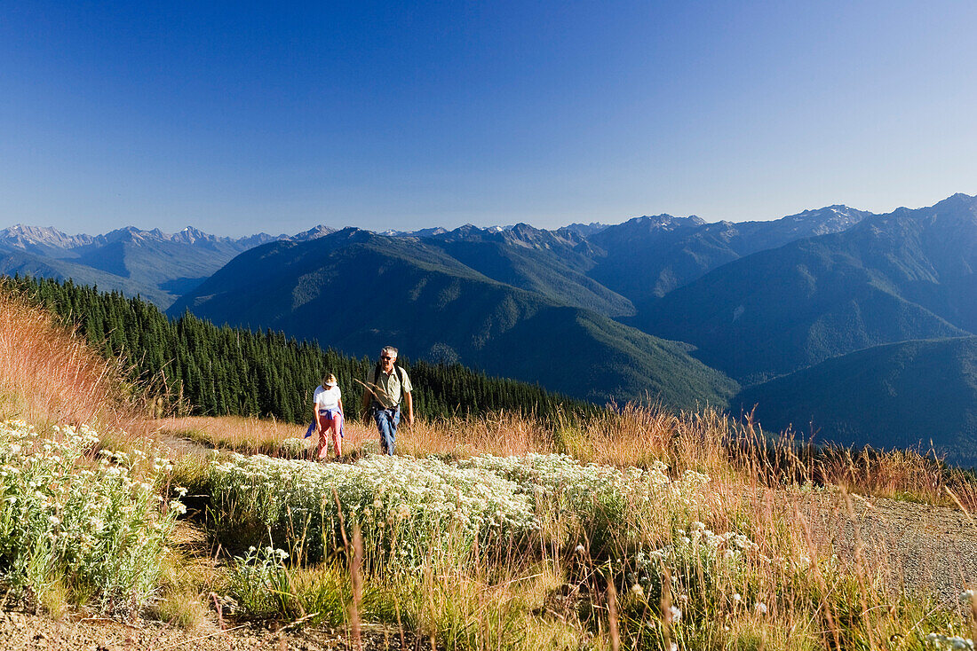 Two hikers in an idyllic mountain scenery in the sunlight, Hurricane Ridge, Olympic Nationalpark, Washington, USA