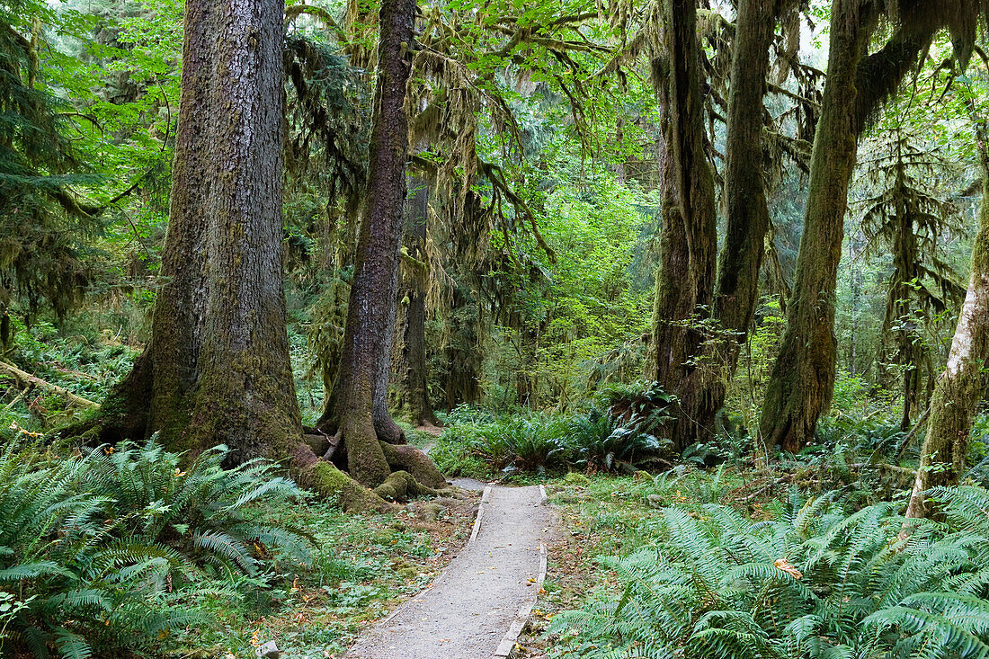 Menschenleerer Pfad im Regenwald, Hoh Rainforest, Olympic Nationalpark, Washington, USA