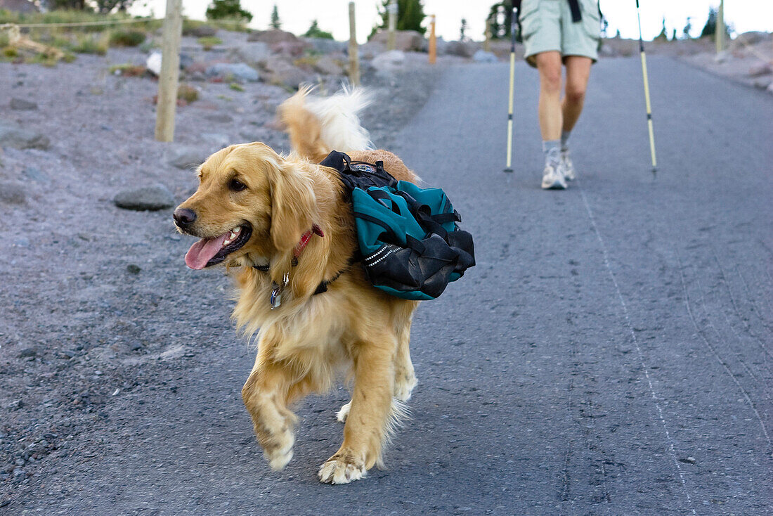 Dog with backpack, Oregon, USA
