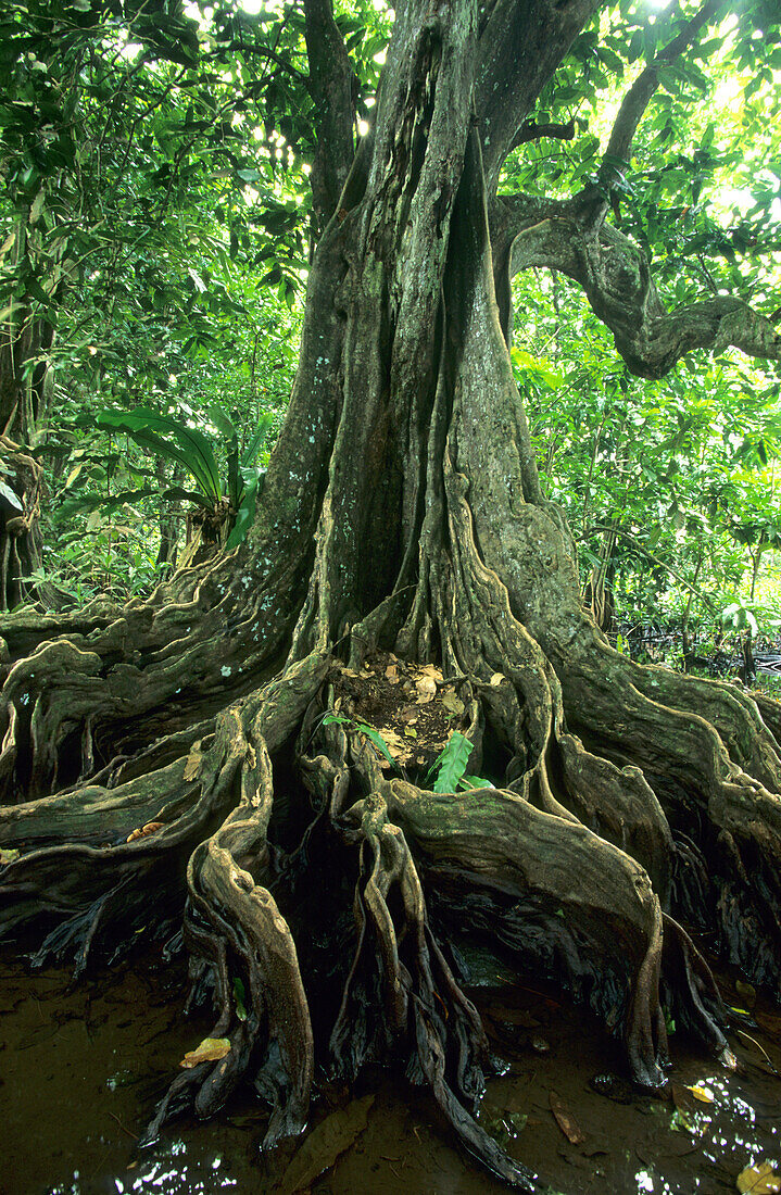 Wurzeln und Stamm einer mächtigen Wasserkastanie im Regenwald, Insel Taveuni, Fidschi, Südsee, Ozeanien