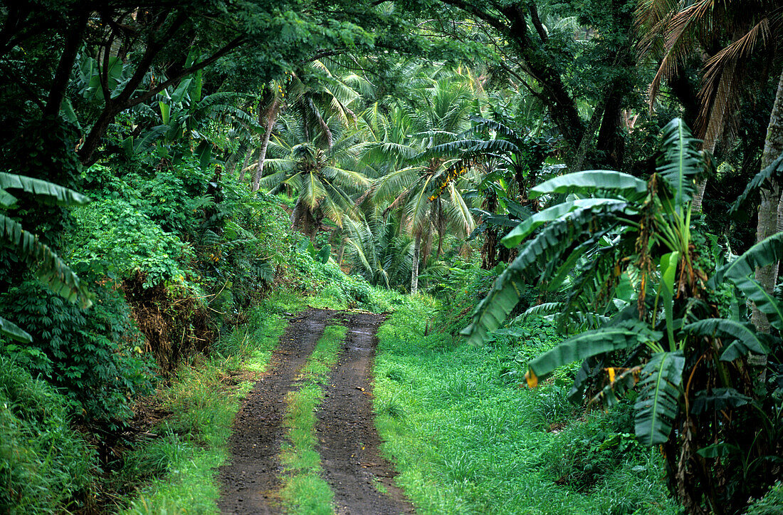 Menschenleere Piste durch den dichten Regenwald, Insel Taveuni, Fidschi, Südsee, Ozeanien