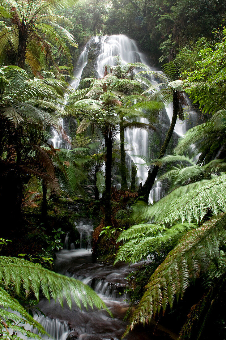 Ein Wasserfall, die Bridal Vail Falls hinter Baumfarnen, Nordinsel, Neuseeland, Ozeanien
