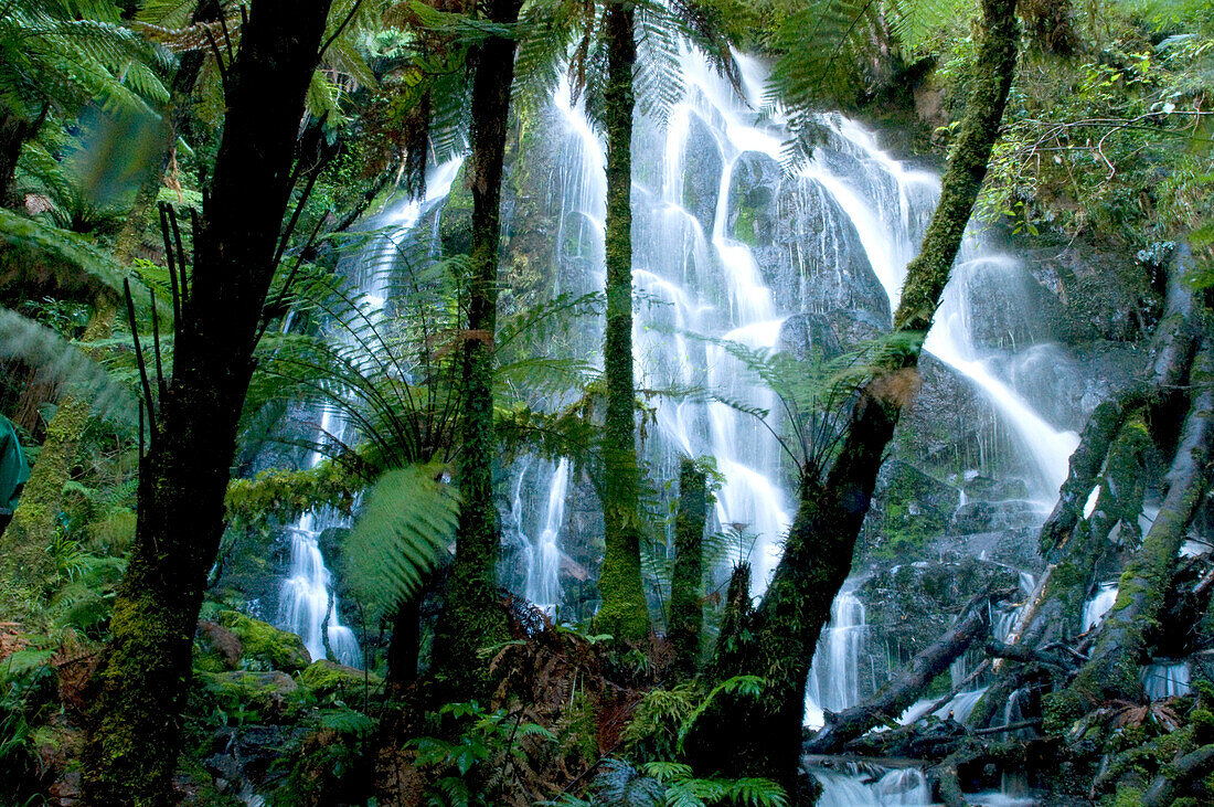 Blick auf die Bridal Vail Falls hinter Baumfarnen, Nordinsel, Neuseeland, Ozeanien