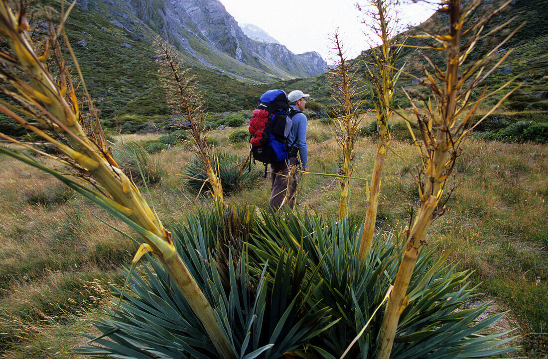 A trekker hiking on the Rees Dart Track through lonesome Rees Valley, Mt. Aspiring National Park, South Island, New Zealand, Oceania