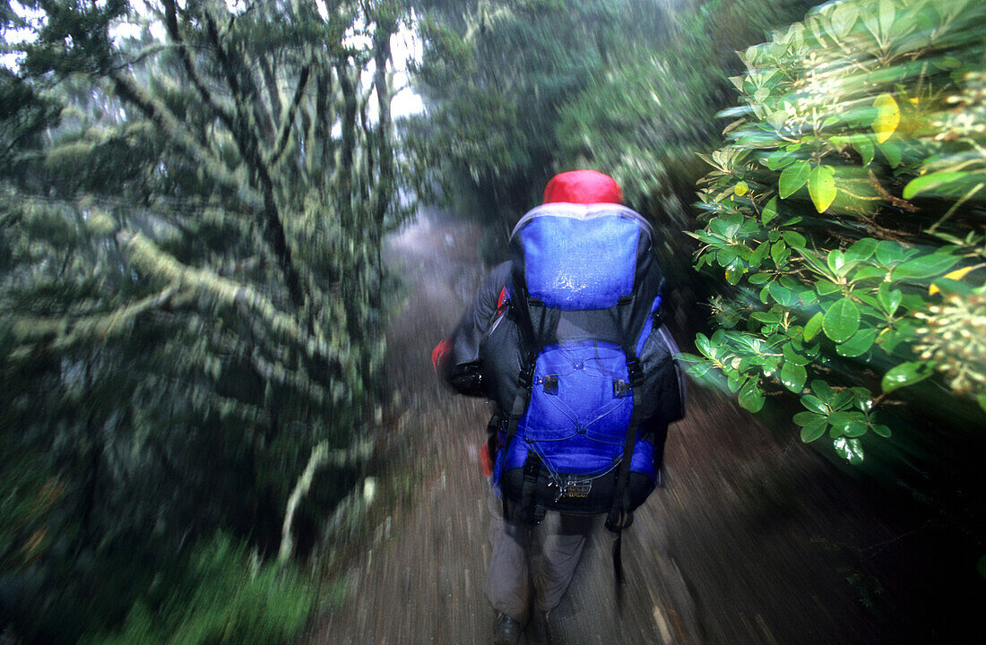 Trekker auf dem Kepler Track ím Wald bei Regen, Fiordland Nationalpark, Südinsel, Neuseeland, Ozeanien
