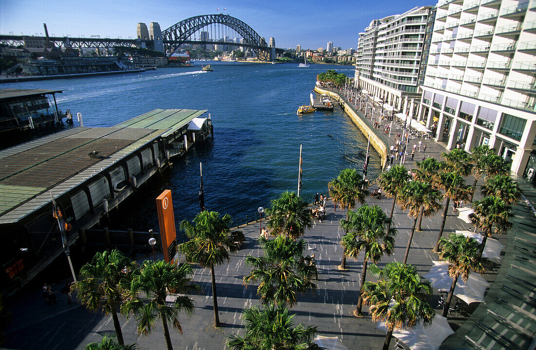 Blick über Palmen an der Anlegestelle zur Hafenbrücke, Circular Quay, Sydney, New South Wales, Australien