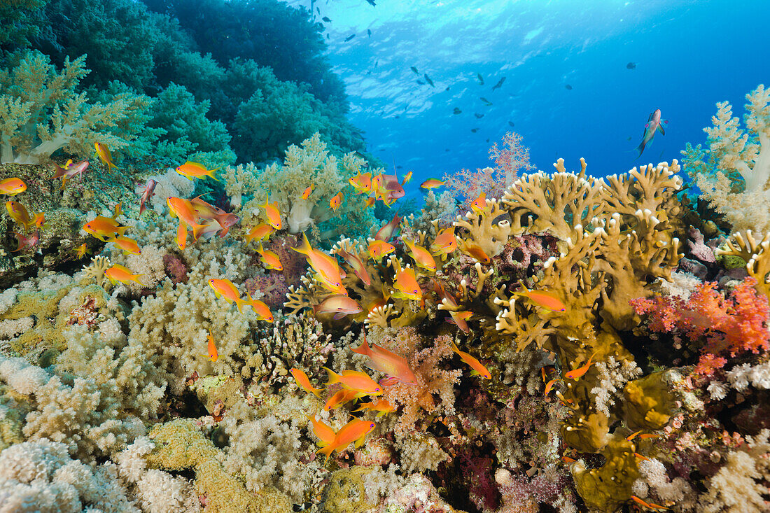 Coral Reef and Anthias, Pseudanthias squamipinnis, Elphinestone Reef, Red Sea, Egypt