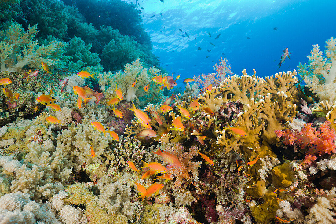 Korallenriff mit Fahnenbarschen, Pseudanthias squamipinnis, Elphinestone Riff, Rotes Meer, Aegypten