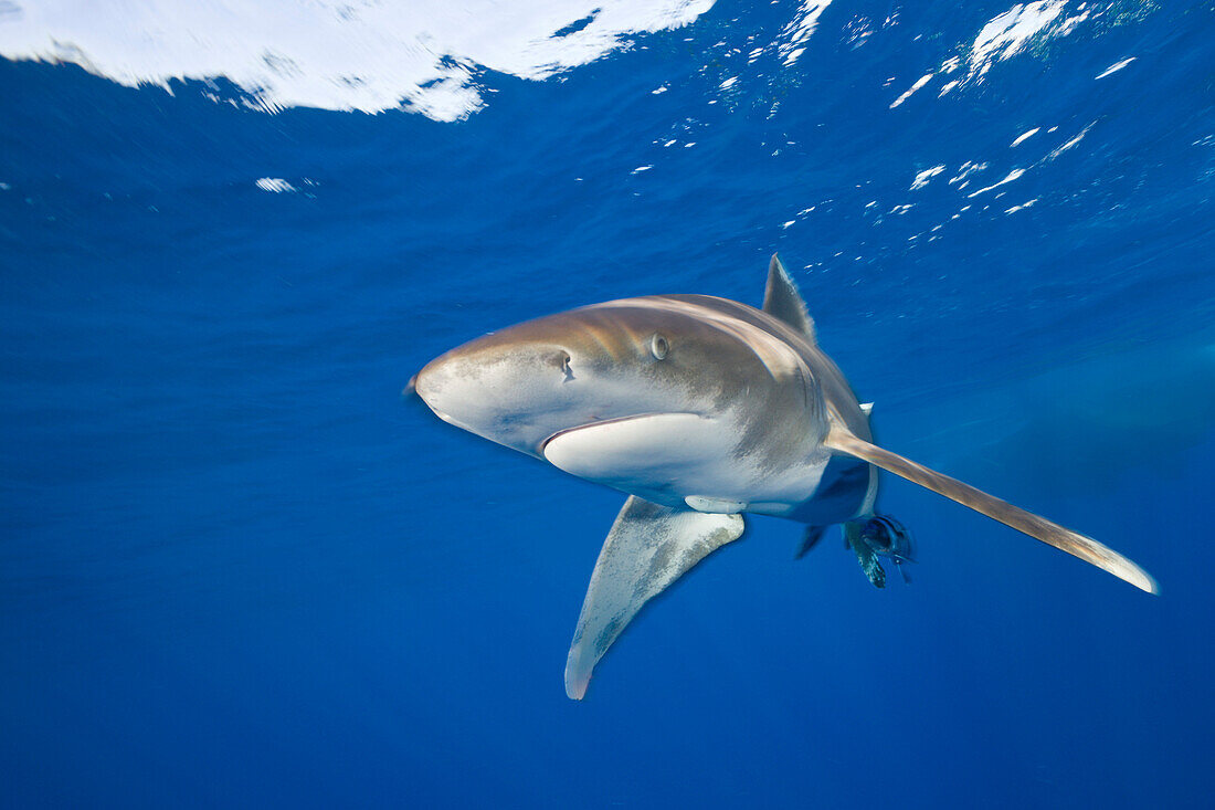 Oceanic Whitetip Shark, Carcharhinus longimanus, Elphinestone Reef, Red Sea, Egypt