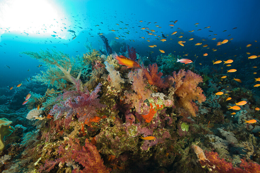 Buntes Korallenriff, Elphinestone Riff, Rotes Meer, Aegypten