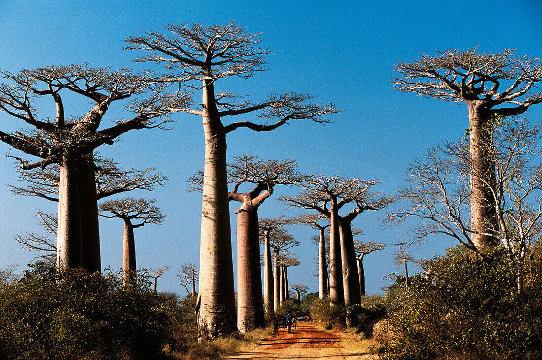 Grandidier's Baobab (Adansonia grandidieri). Morondava, West Madagascar