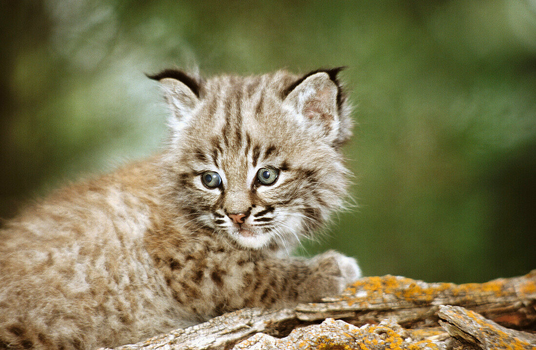 Baby Bobcat (Lynx rufus)