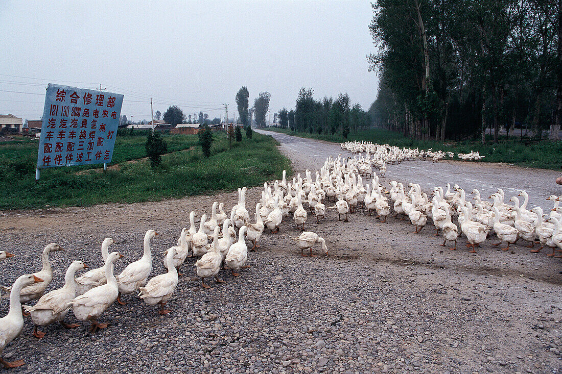 Geese. Beijing, China