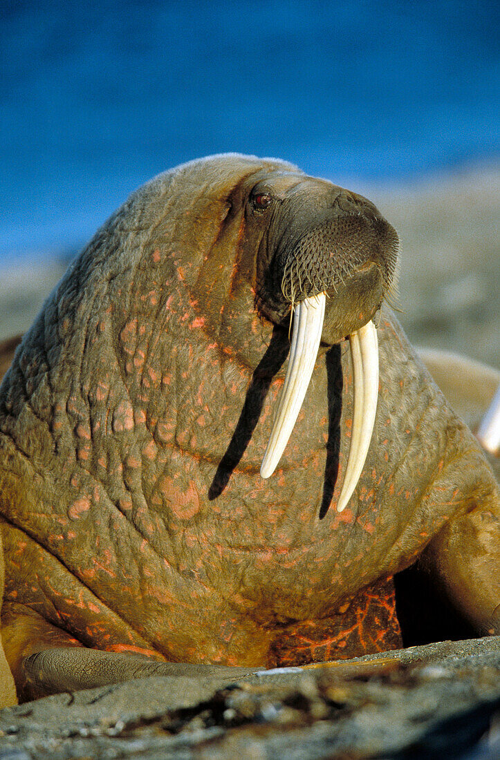 Walrus (Odobenus rosmarus)