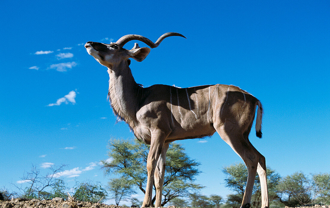 Greater Kudu (Tragelaphus strepsiceros)