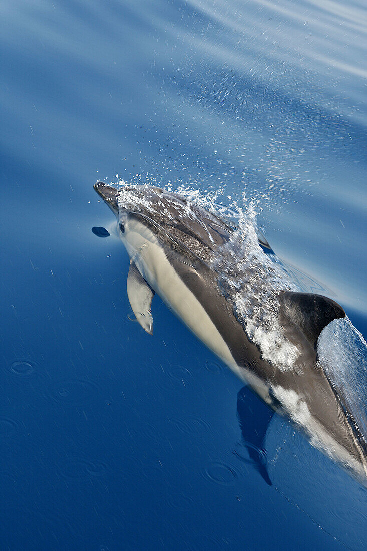 Common Dolphin in the strait of Gibraltar. Delphinus delphis
