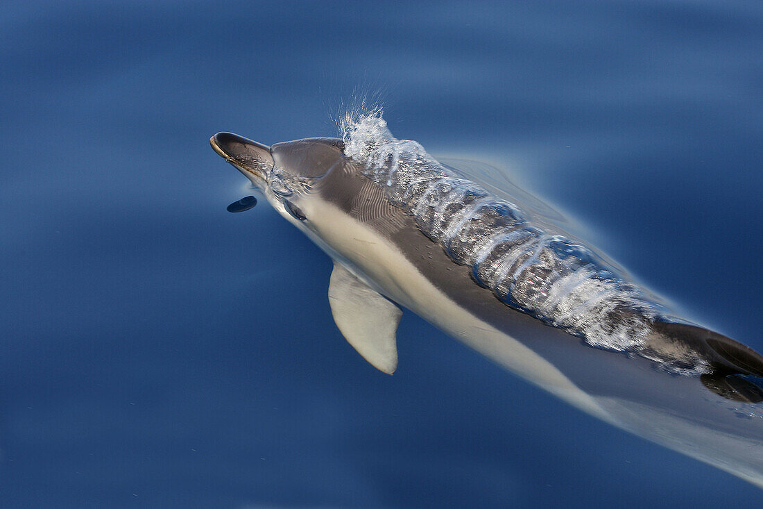 Common Dolphin in the strait of Gibraltar. Delphinus delphis