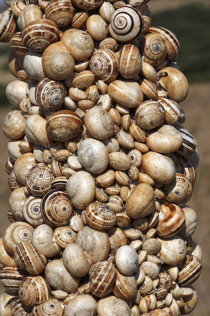 Snails gruping during dry season. Tarifa. Spain.