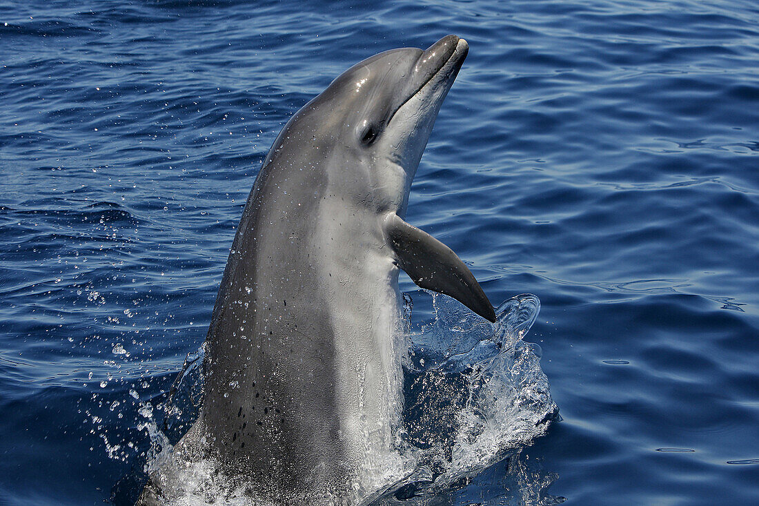 Bottlenose Dolphin (Tursiops truncatus) – License image – 70224427 ...