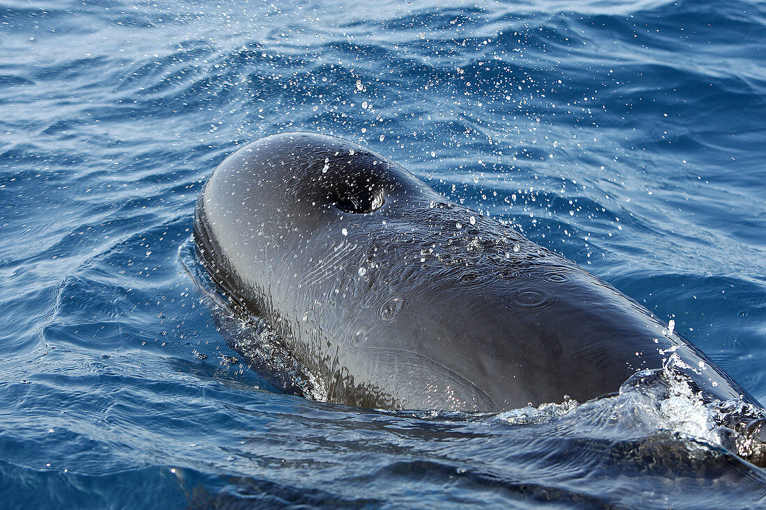 Pilot Whale in the strait of Gibraltar. Globicephala melas