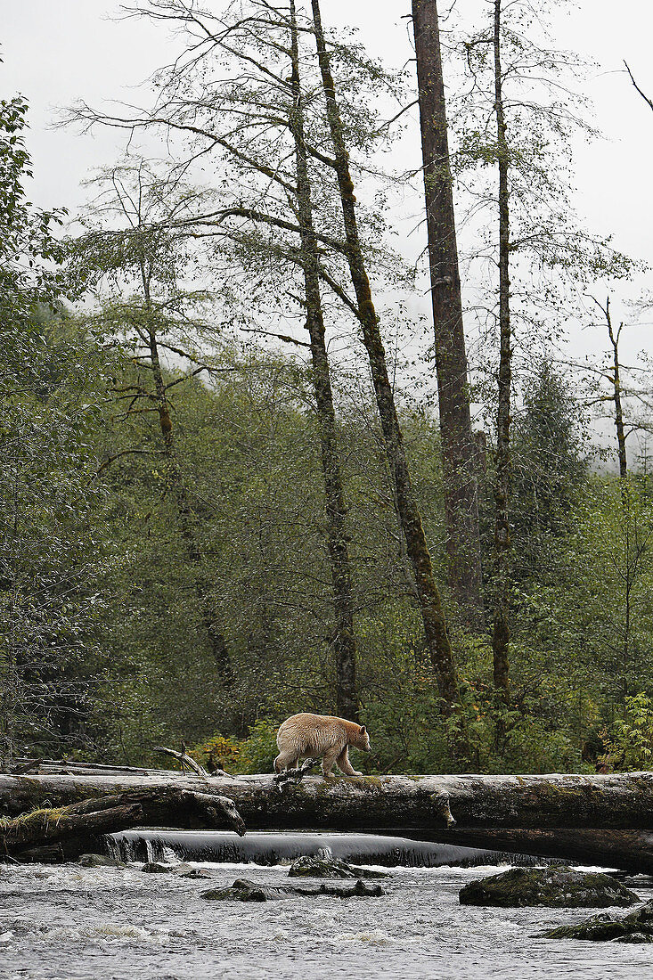 Puka bear (Ursus americanus kermodei). British Columbia, Canada