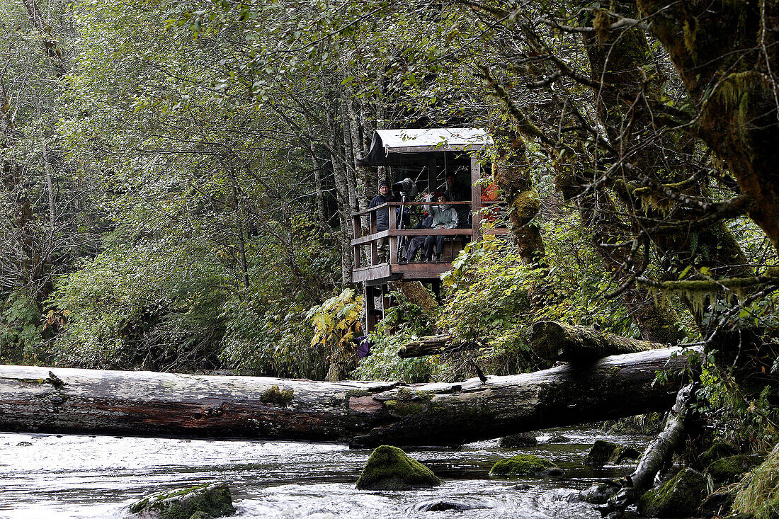 Platform by river for bear watching in rainforest. Princess Royal Island, British Columbia, Canada