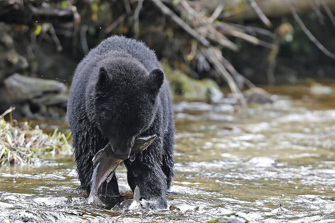 Black Bear (Ursus americanus) fishing. British Columbia, Canada