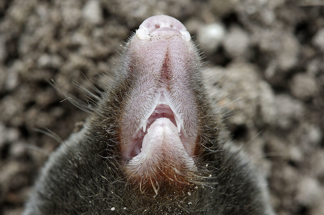 Mole in garden. Somme, Picardie, France