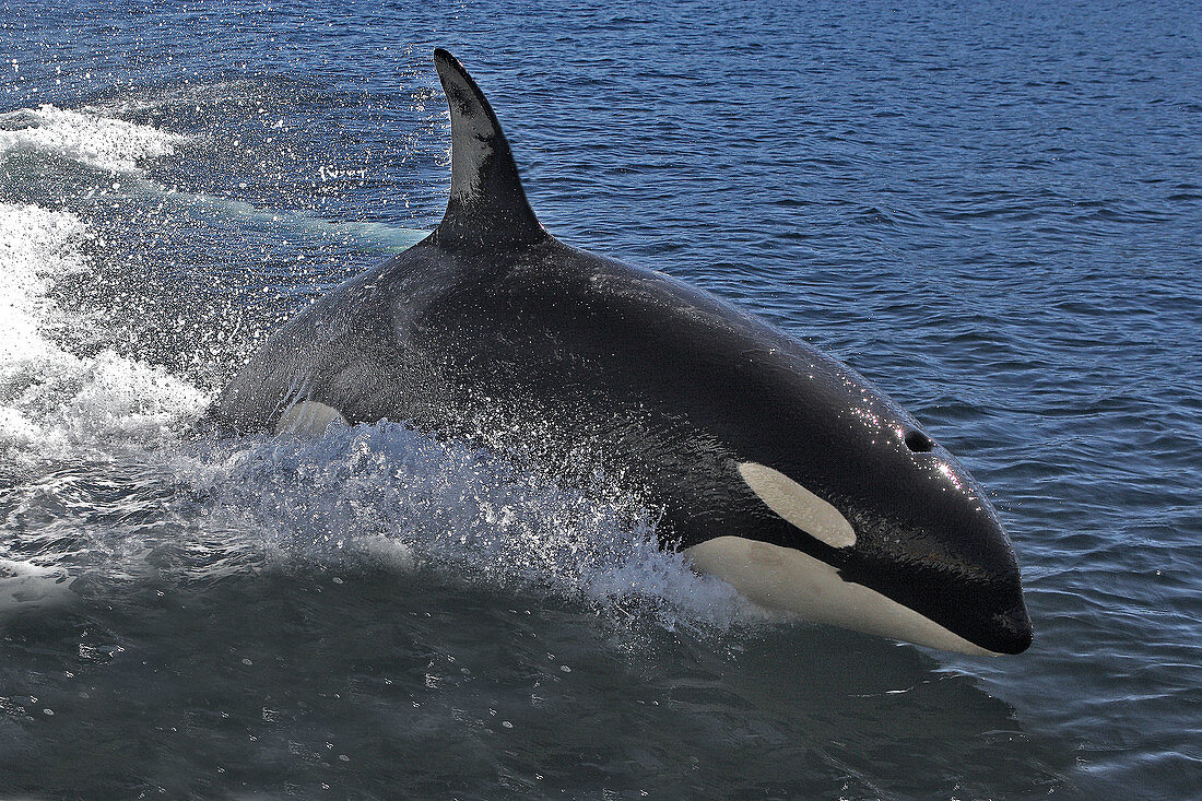 Orca jumping. Killer whale (Orcinus orca) Family: Delphinidae. Order: Cetacea. Johnstone strait. British Columbia. Canada