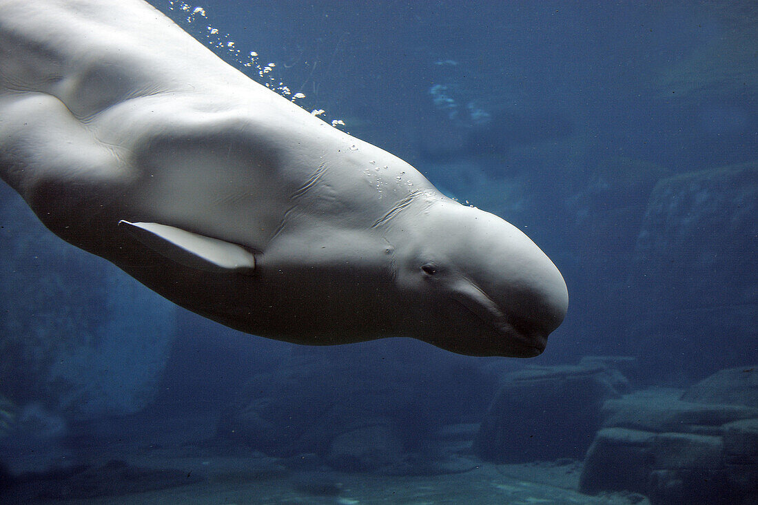 Beluga Whale or White Whale (Delphinapterus leucas) Order: Cetacea. Family: Monodontidae. Vancouver aquarium. British Columbia, Canada