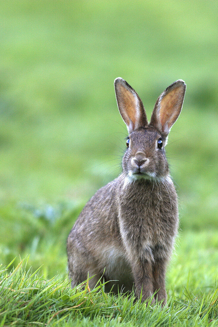 European Rabbit (Oryctolagus cuniculus)