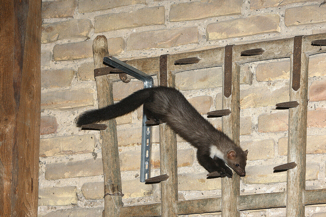 Beech Marten; Stone Marten (Martes foina)