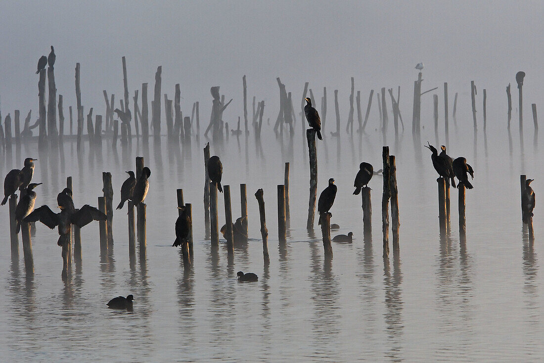 Great Cormorant (Phalacrocorax carbo) Order : Pelecaniformes. Family : Phalacrocoracides. Parc ornithologique du Teich. Arcachon. Gironde. France