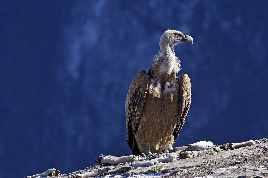 Eurasian Griffon Vulture (Gyps fulvus).
