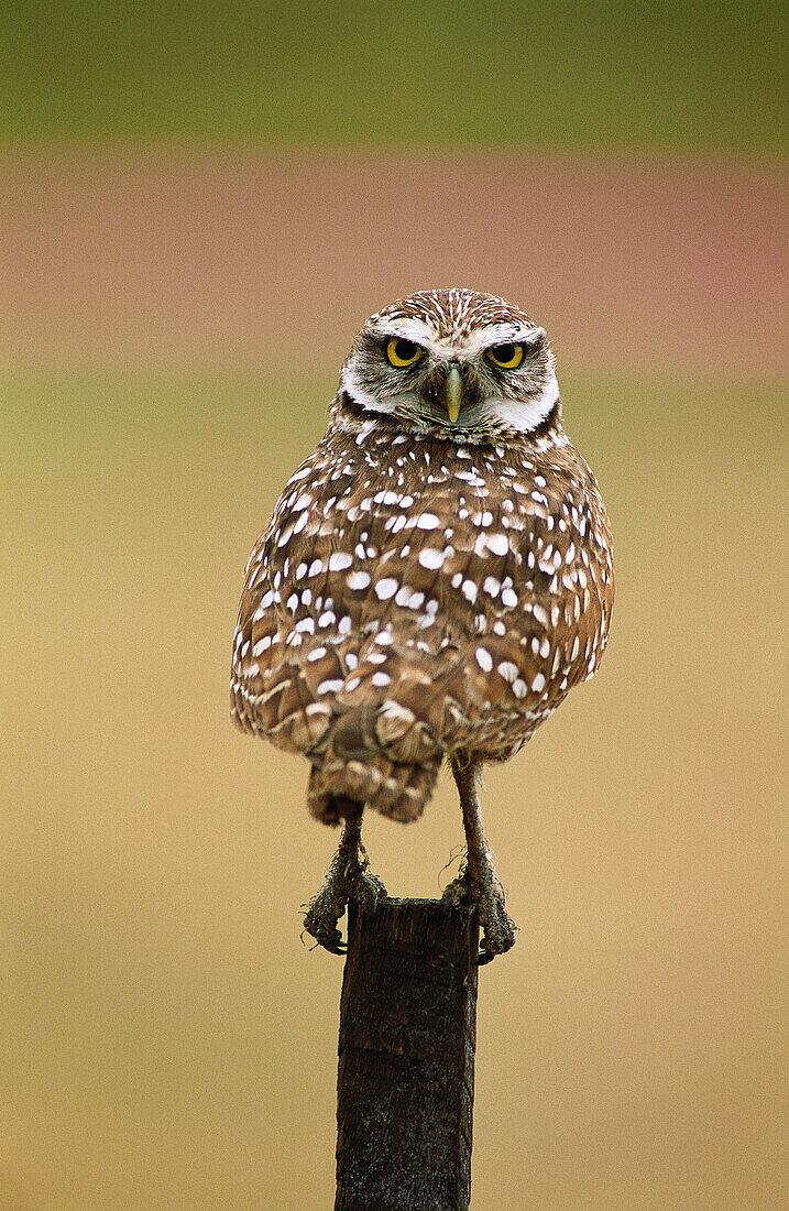 Burrowing Owl (Speotyto cunicularia), male. Florida, USA