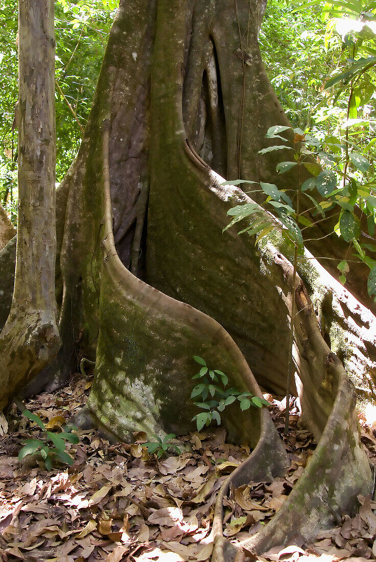 Corcovado National Park, Costa Rica