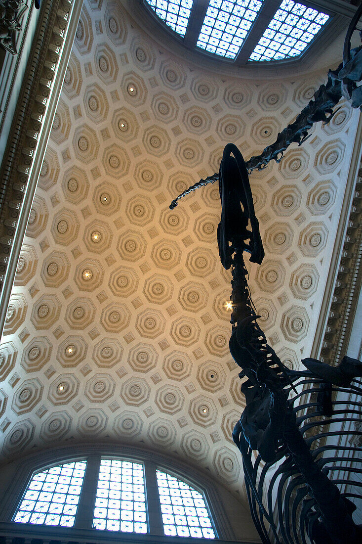 ROOSEVELT ROTUNDA. BAROSAURUS ALLOSAURUS SKELETONS. AMERICAN MUSEUM OF NATURAL HISTORY. MANHATTAN. NEW YORK. USA