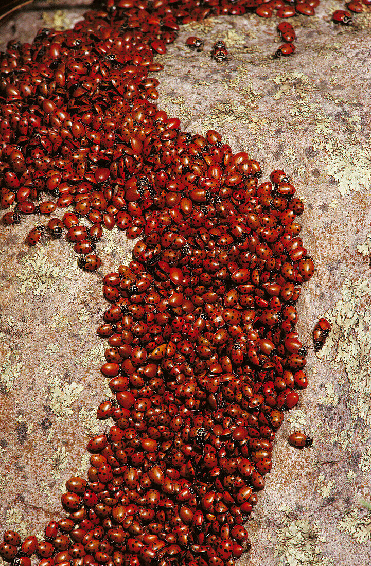 Lady beetles (Hippodamia convergens) congregating on a rock. Arizona, USA