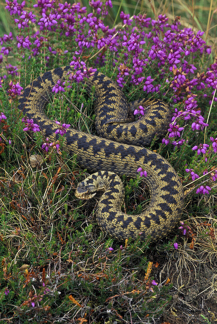Adder (Vipera berus). In heather. UK. Venomous. Occurs over much of Europe extending north to beyond the Arctic Circle