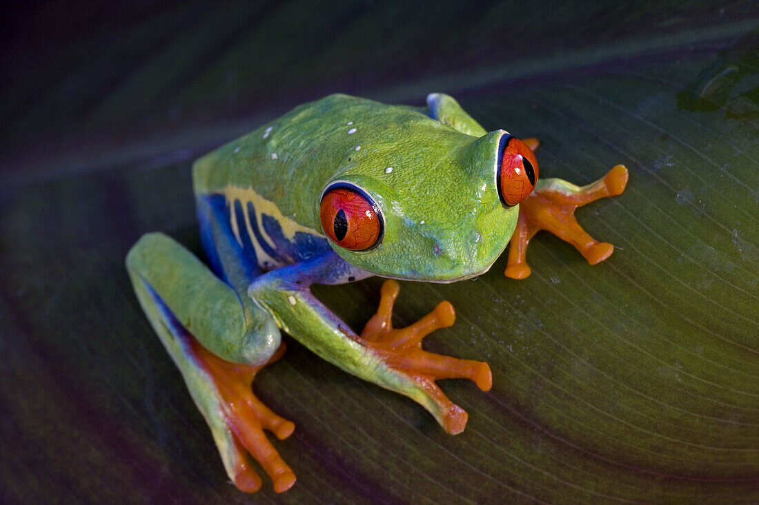 Red-eyed Treefrog (Agalychnis callidryas) - Captive - Native to South America